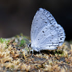 Summer azure (female)