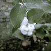 Common snowberry