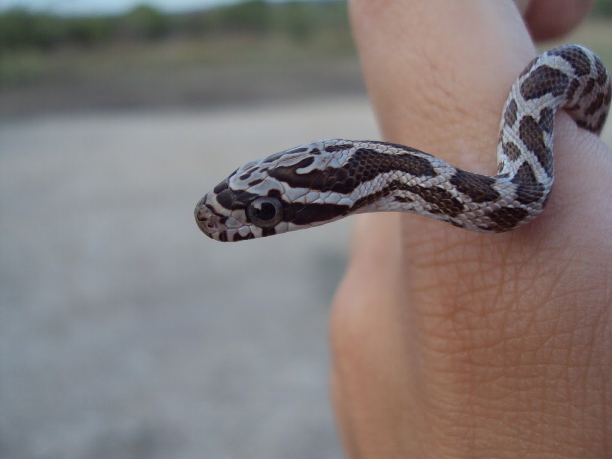 Great Plains Rat Snake