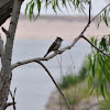 Black-crested Titmouse