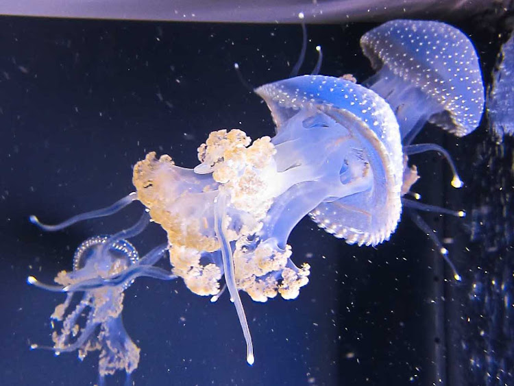 Stunning examples of sea jellies, more commonly known as jellyfish, at the Waikiki Aquarium on Oahu. 