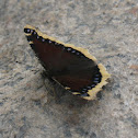 Mourning Cloak Butterfly