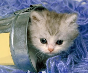 download Cute Cats free