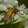 Goldenrod soldier beetles (mating)