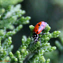 Convergent Ladybird Beetle