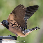 Barn Swallow; Golonrina Común