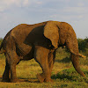 African Savanna Elephant