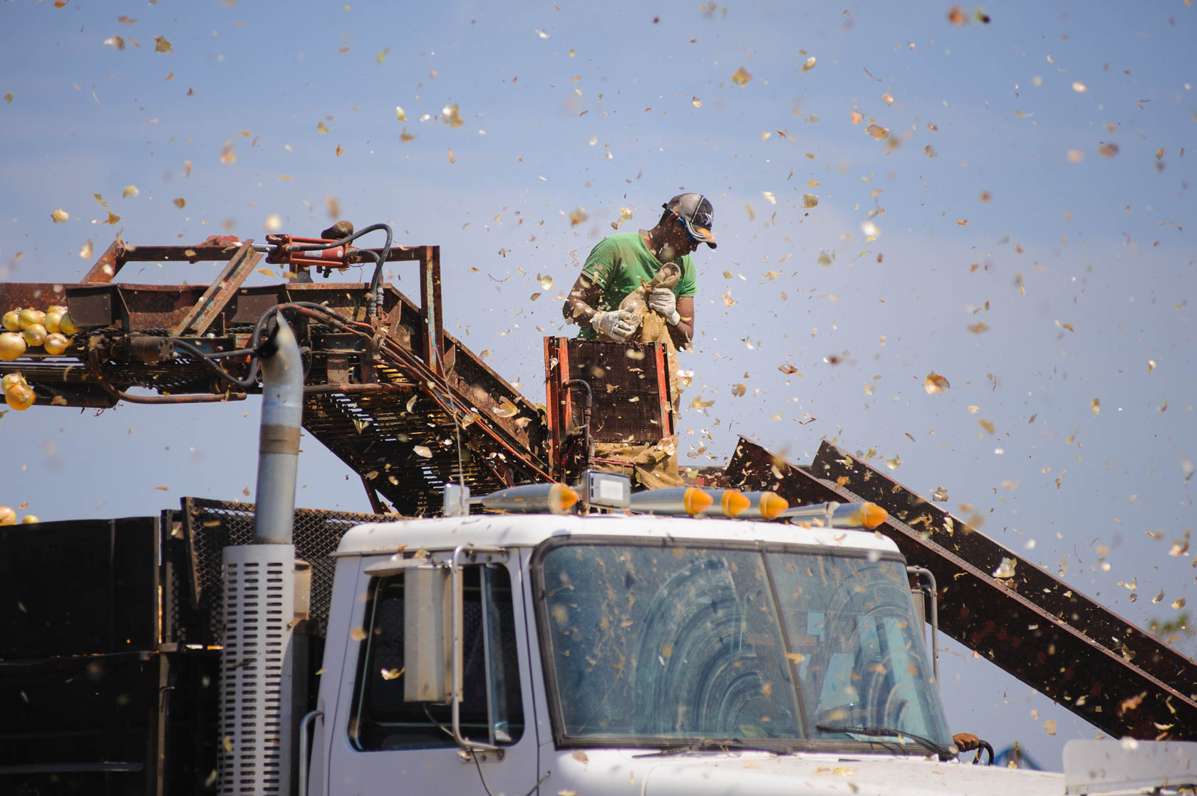 Onion Harvest, South Texas