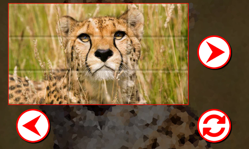 Big cats Puzzles