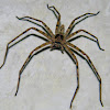 brown huntsman spider (male)