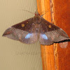 Ischyja Moth,