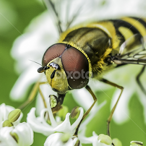 by Alberto Molinari - Animals Insects & Spiders