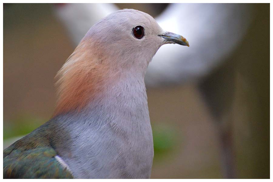 The Green Imperial Pigeon
