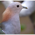 The Green Imperial Pigeon