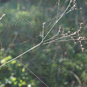 spider webs