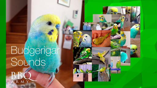 Budgerigar Sounds for Parakeet