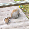 Douglas Squirrel