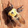 Eastern Carpenter Bee (female)