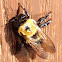 Eastern Carpenter Bee (female)