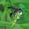 Blue-winged Wasp