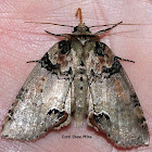 Tufted Thyatirid Moth