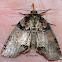Tufted Thyatirid Moth