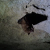 Eastern Pipestrelle/ Tri-color Bat