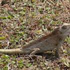 Eastern Garden Lizard 