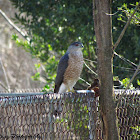 Coopers Hawk