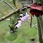 Tobacco Hornworm & Braconid Wasp Cocoons