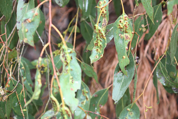 Study of gall inducing scale insect | Project Noah