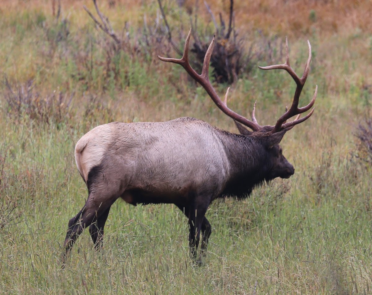 Rocky Mountain elk