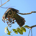 Asian Koel(Female)