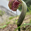 Striped Cobra Lily