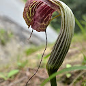 Striped Cobra Lily