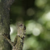 Bornean angle-headed lizard