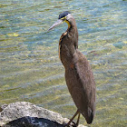 Bare-throated Tiger Heron