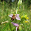 'Bee' Orchid