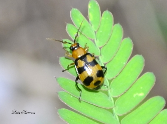 Bean Beetle (Chrysomelidae)