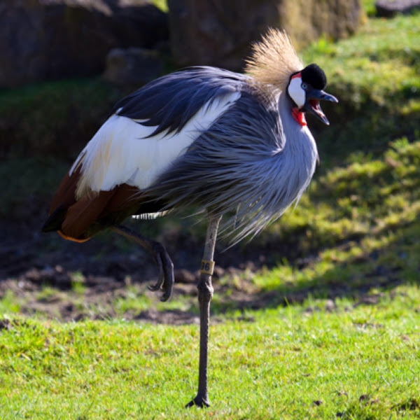 Grey Crowned Crane | Project Noah