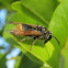 Keyhole Wasp