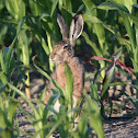 European Hare - Zajíc polní