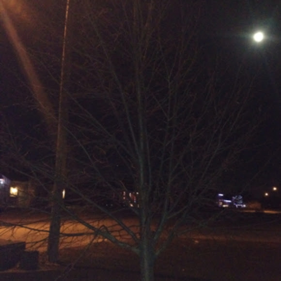 Shamrock linden tree Project Noah