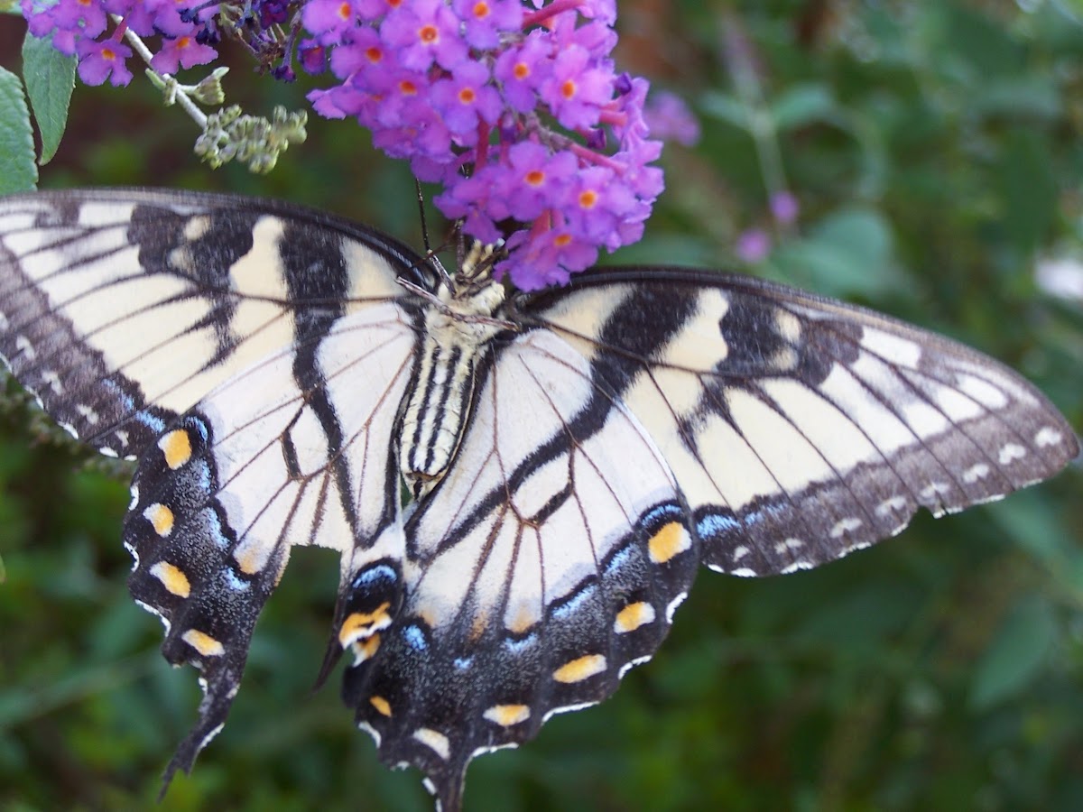 Eastern tiger swallowtail