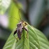 Leaffooted Bug