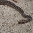 Colombian Boa Constrictor