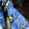 Grey Woodpecker - žluna šedá