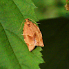 Moth - Oblique-banded Leafroller Moth