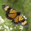 Actinote butterfly