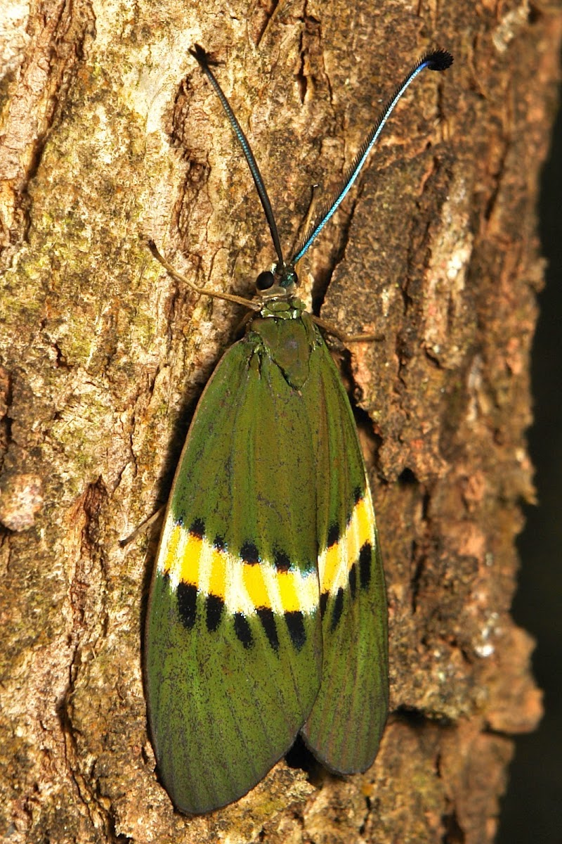 Day-Flying Moth